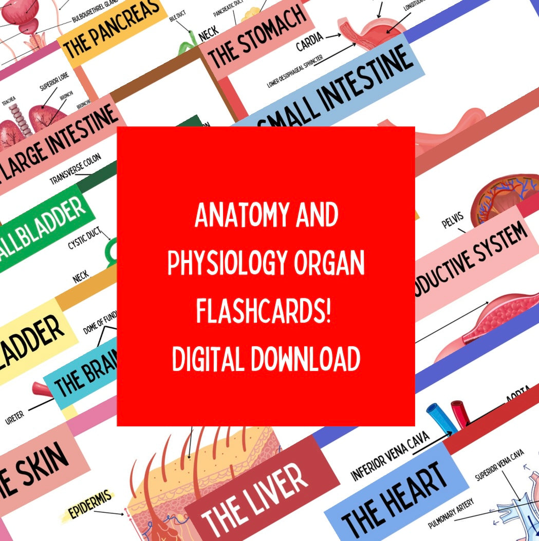 A & P Organ Flashcards DIGITAL DOWNLOAD