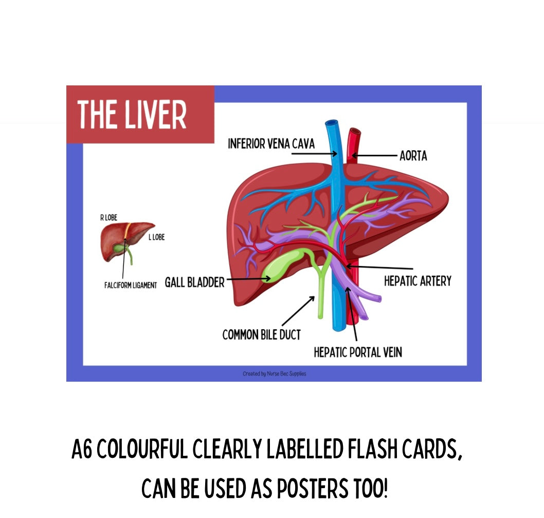 A & P Organ Flashcards DIGITAL DOWNLOAD