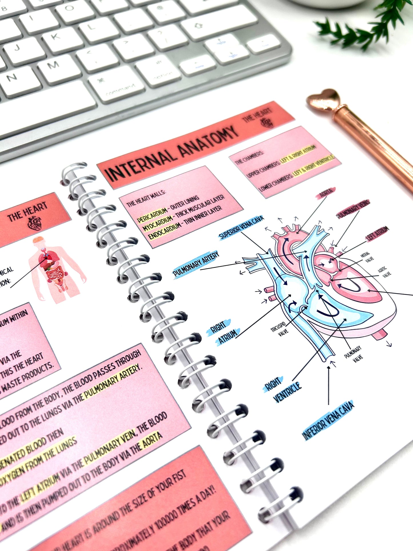 Nursing Essentials Bundle