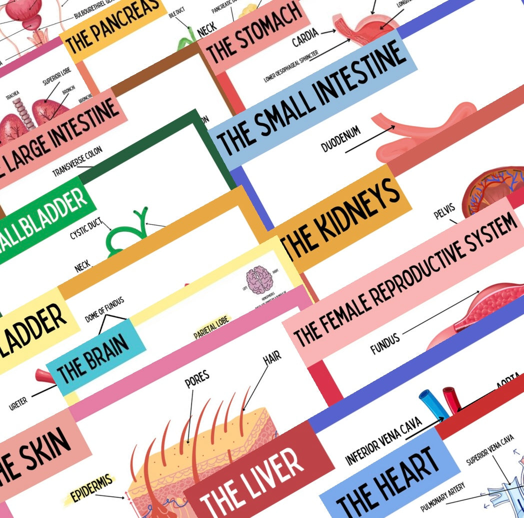 A & P Organ Flashcards DIGITAL DOWNLOAD