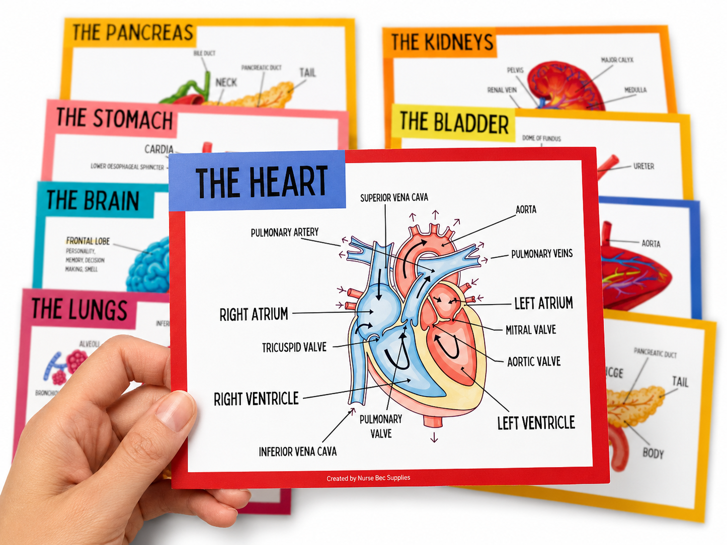 A & P Organ Flashcards/Postercards