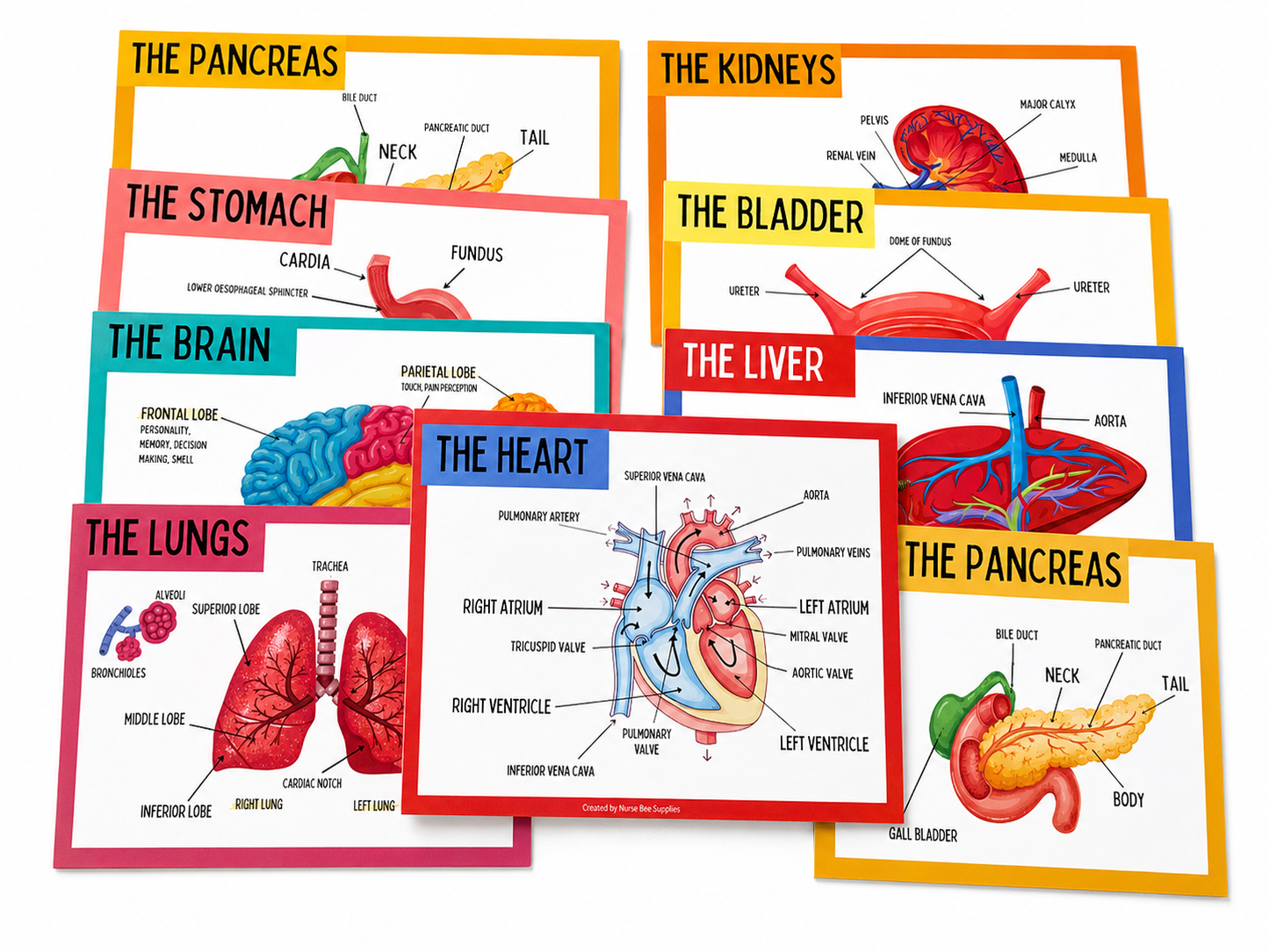 A & P Organ Flashcards/Postercards